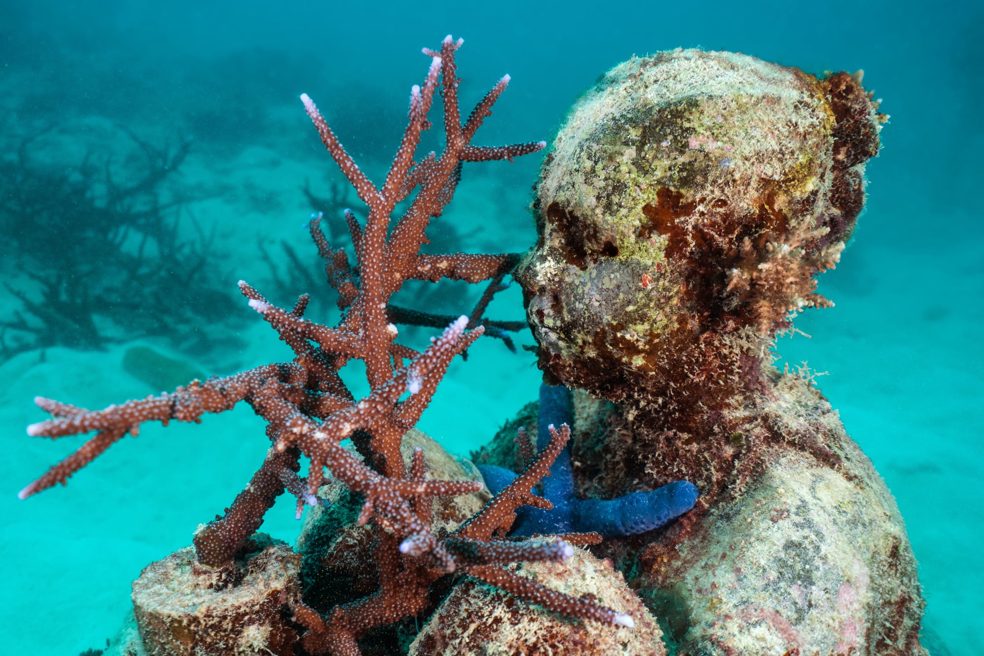 a figurative sculpture is covered in coral and other marine life underwater