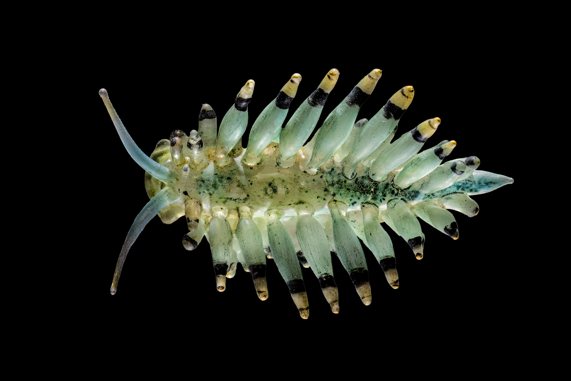 A realistic glass model of a sea creature with antennae and colorful soft spikes.